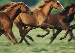 horse, a horse, my kingdom for a horse